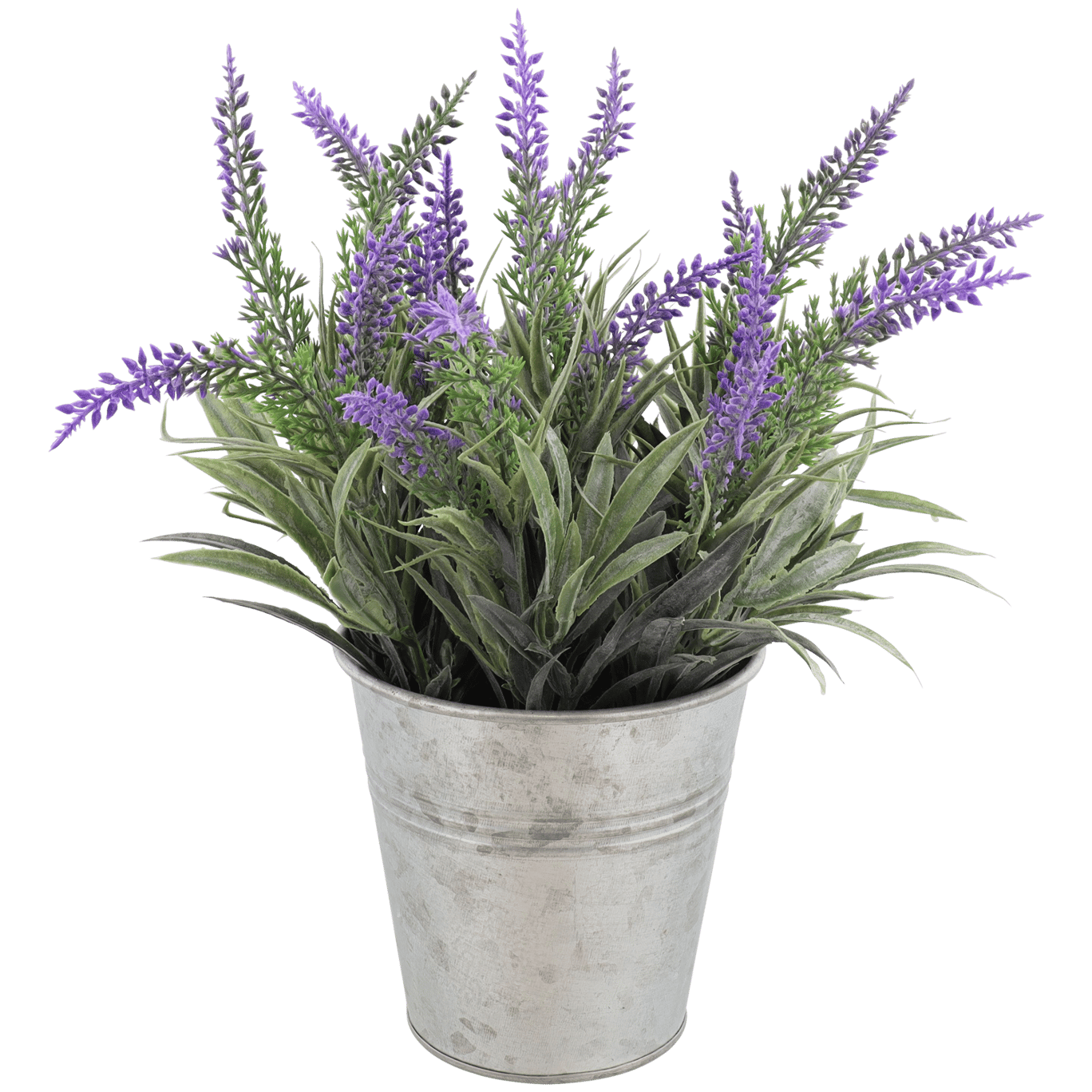 lavendel-in-pot-action