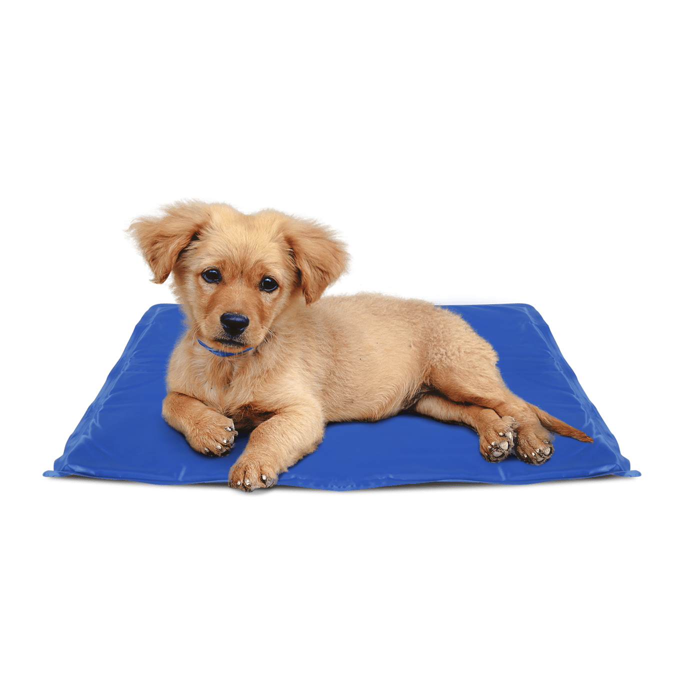 Tapis Rafraichissant Chien Action Enredada