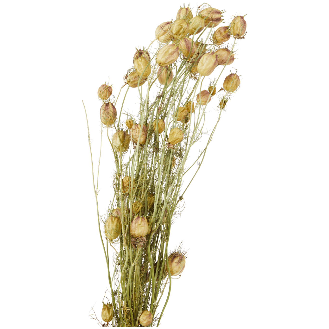 Nizozemské sušené květiny