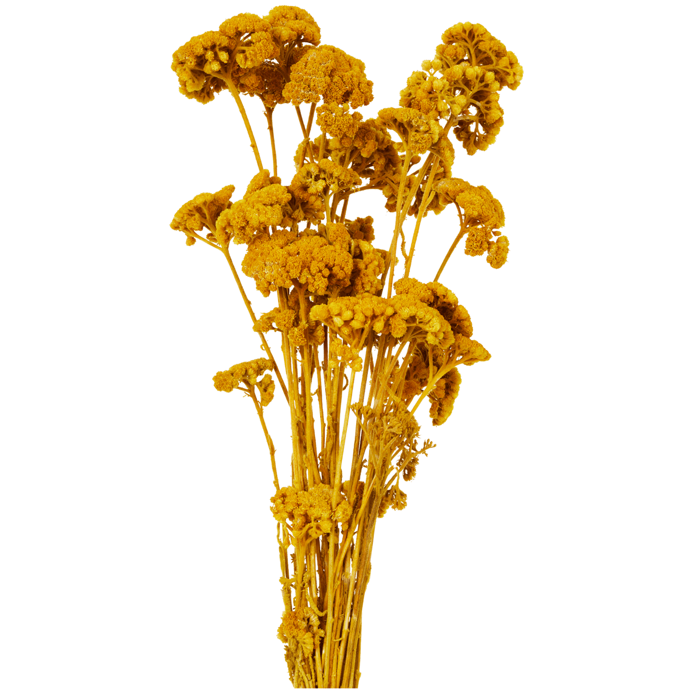 Holenderskie suszone kwiaty
