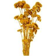 Flores holandesas secas e artificiais