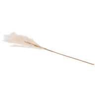 Pluma de erva-das-pampas