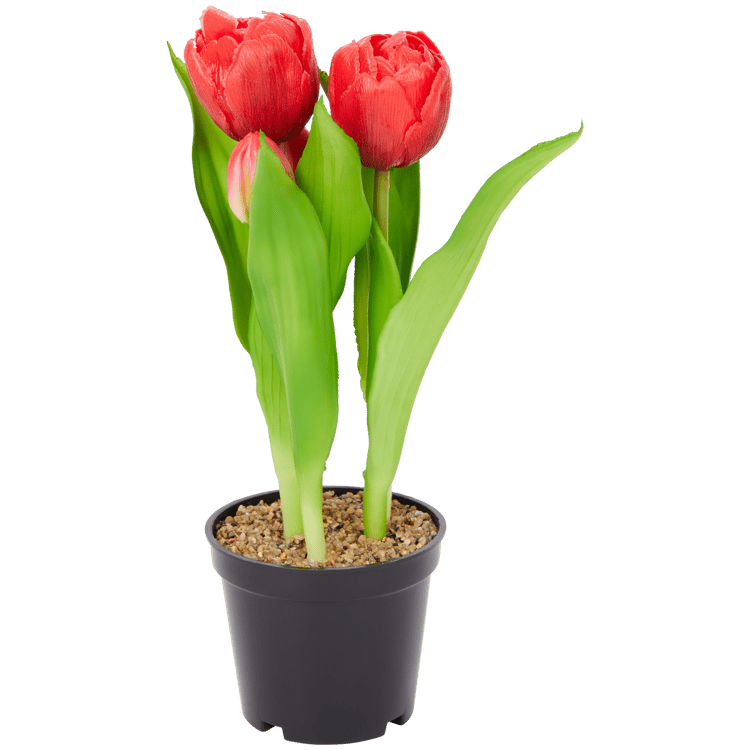 Home Accents tulpen in pot