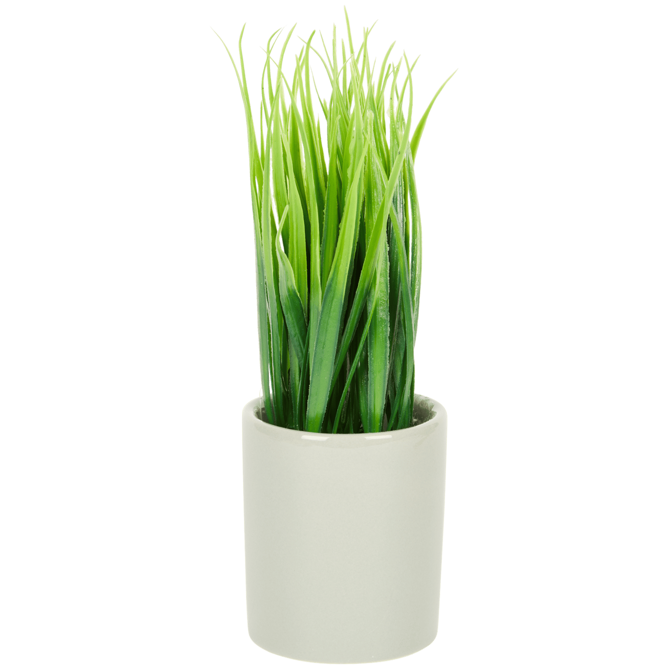 Planta em vaso