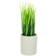 Planta em vaso