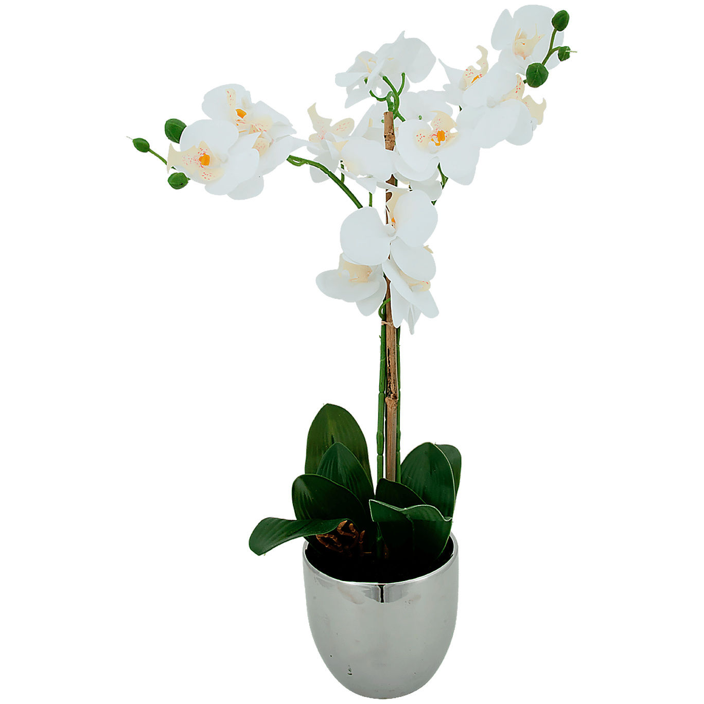 Orchidée en pot | Action.com
