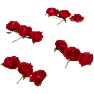 Decoratieve rozen