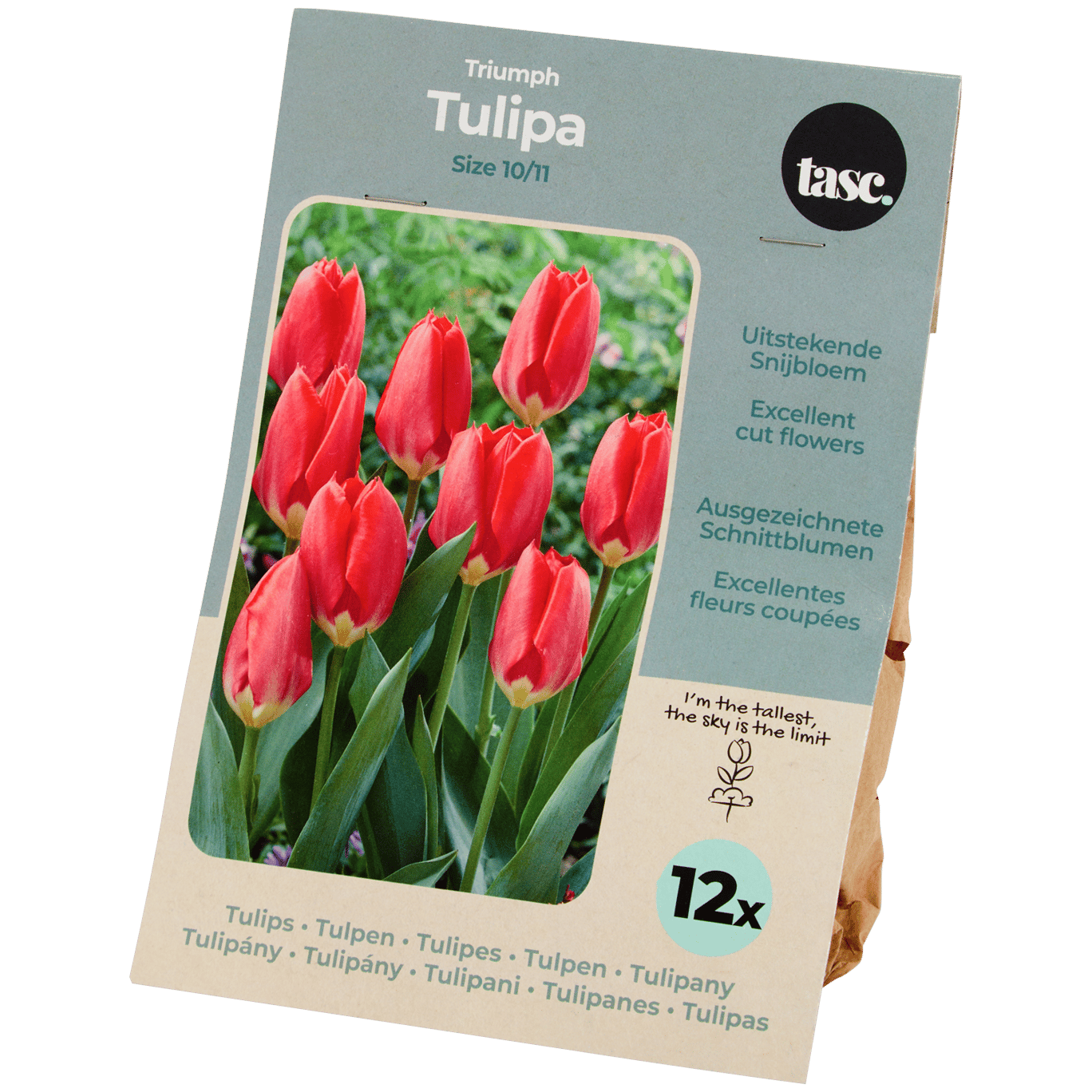 Tulpenzwiebeln