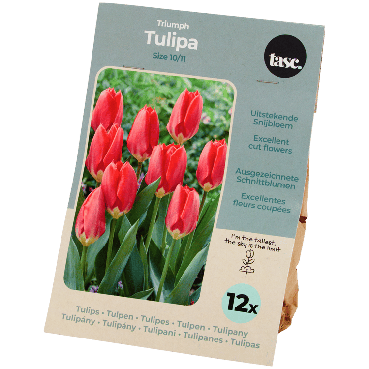 Bulbes de tulipe