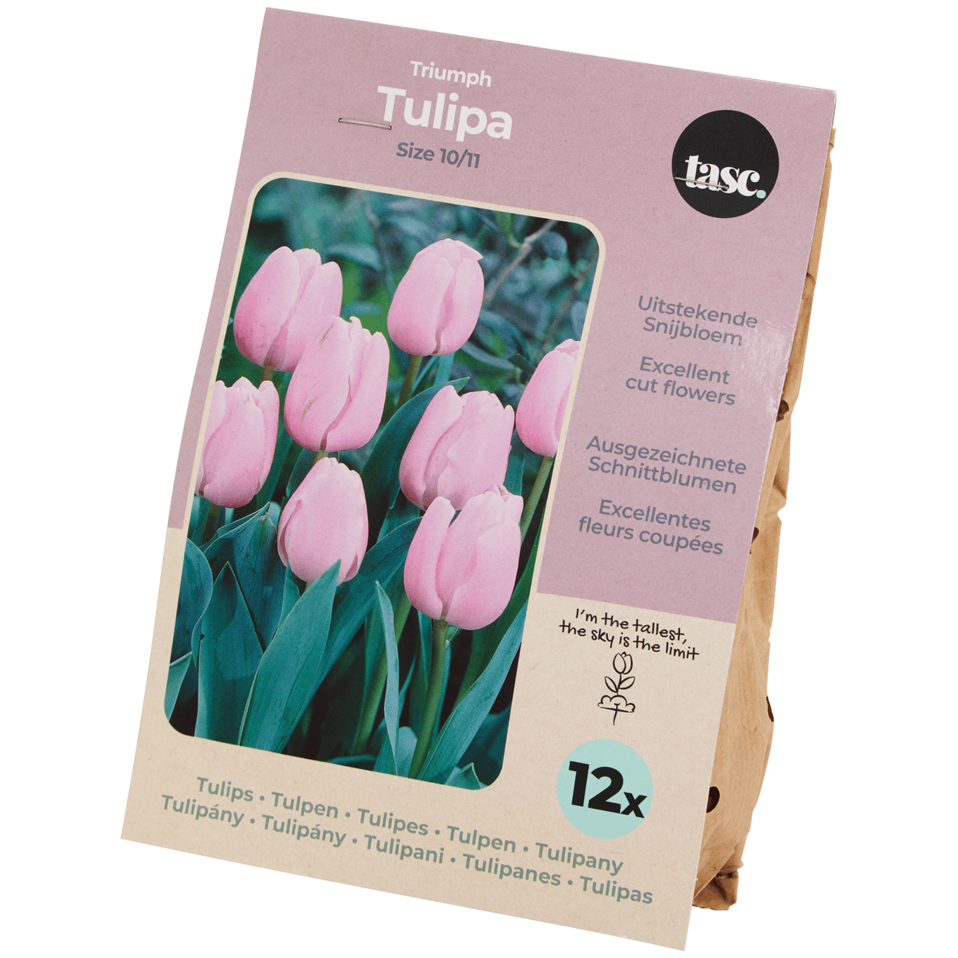 Bulbos de tulipán