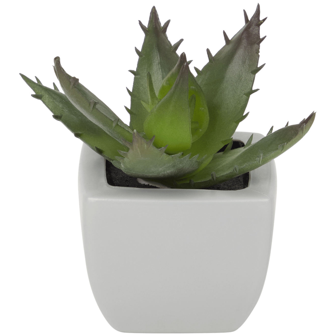 Plante grasse artificielle Gwinnett dans pot avec motif