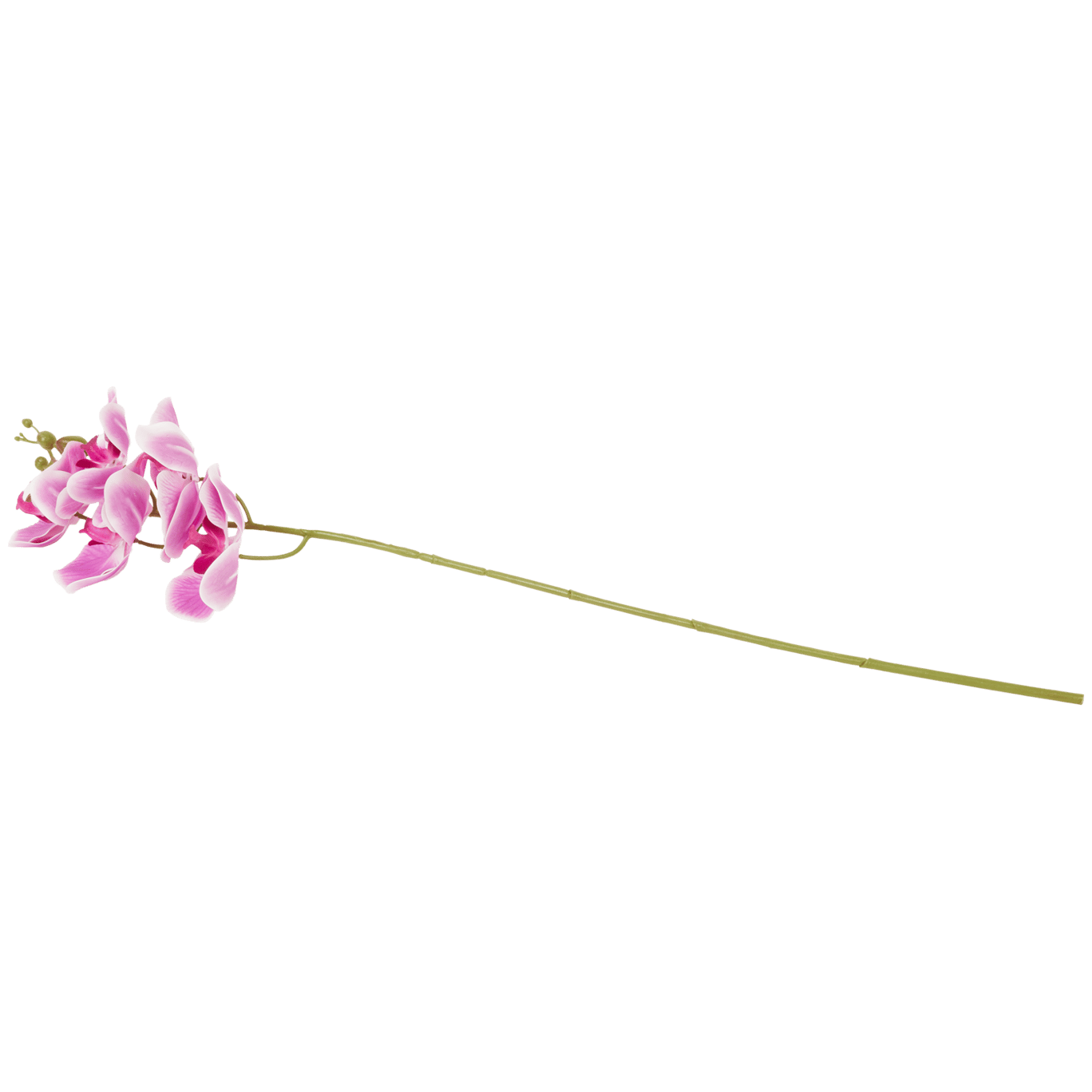 Orquídea com caule