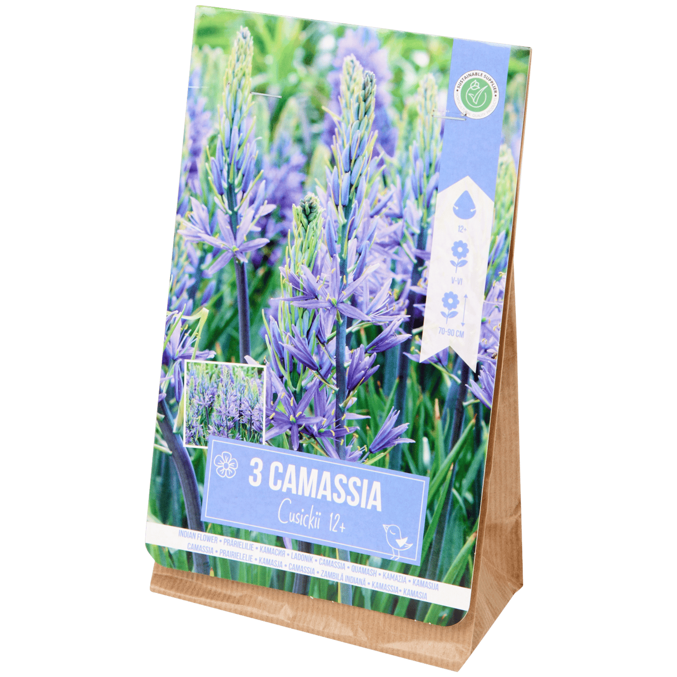 Bloembollen Camassia