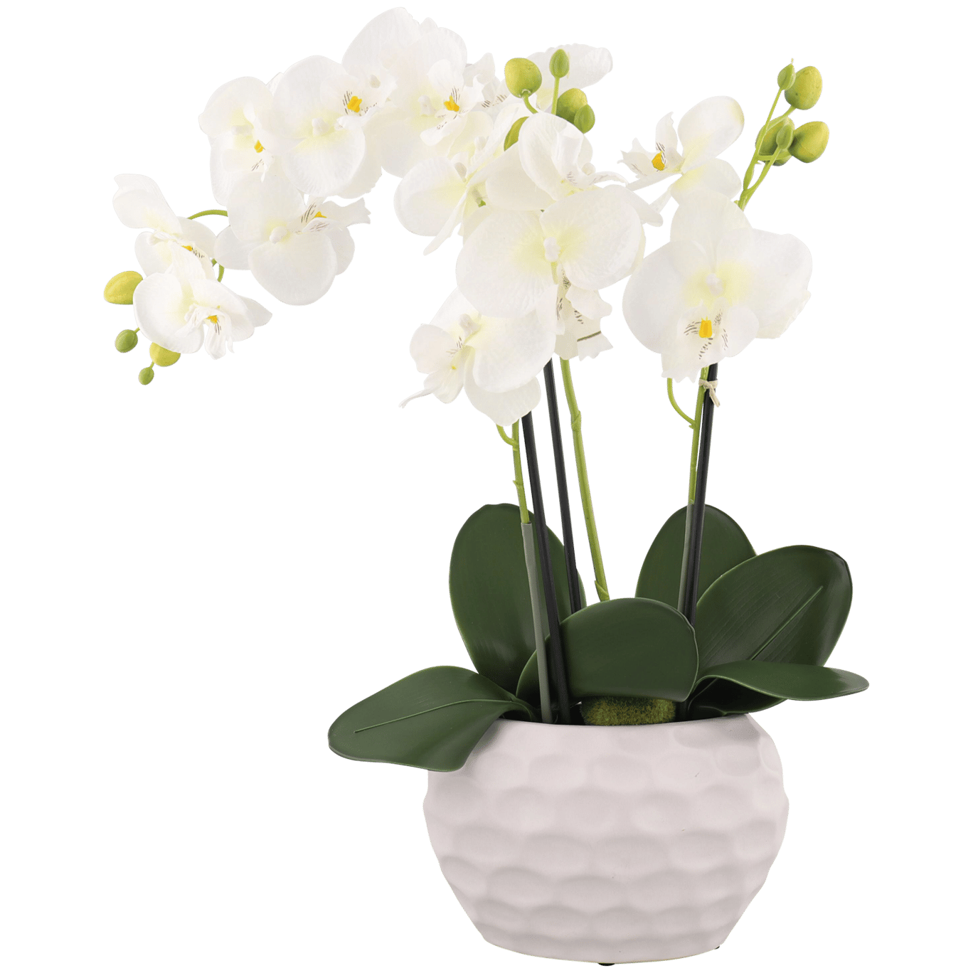 Orchidée en pot | Action.com