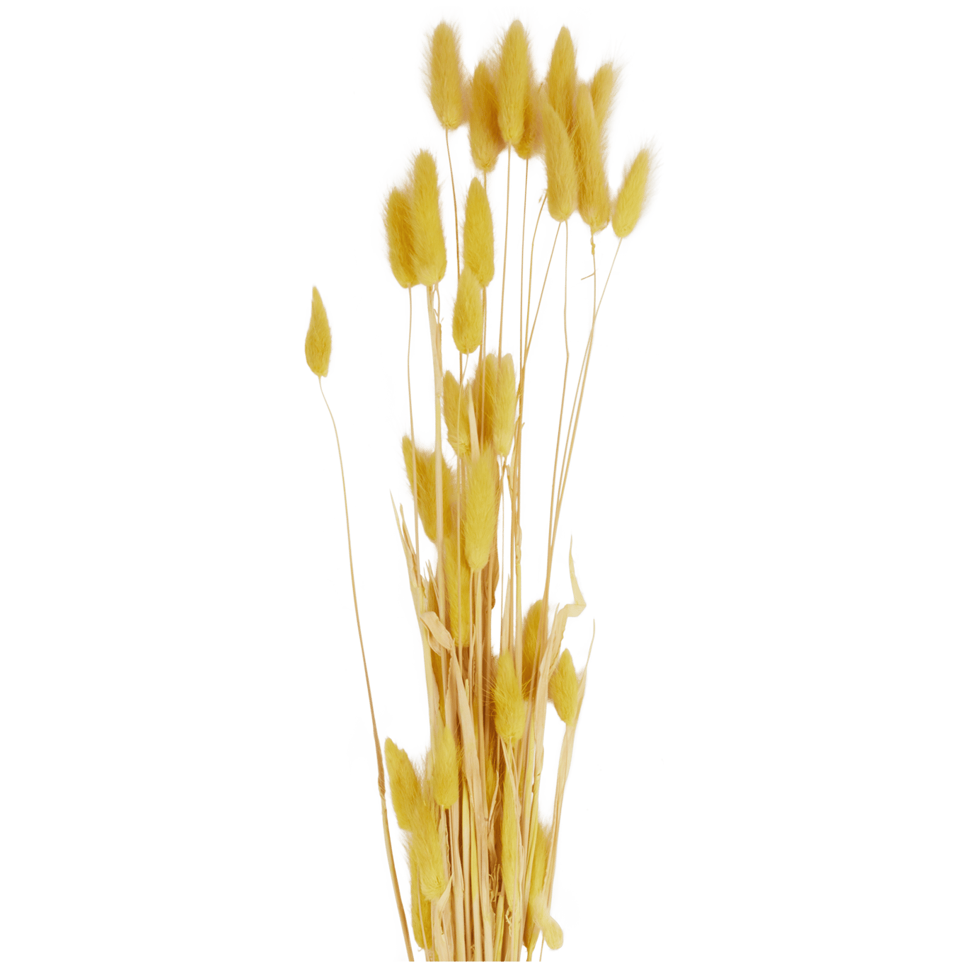 Bouquet de Lagurus secas