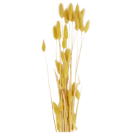 Bouquet de Lagurus secas