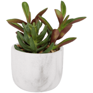 Plante grasse artificielle en pot aspect marbre