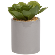 Kunst vetplant in pot