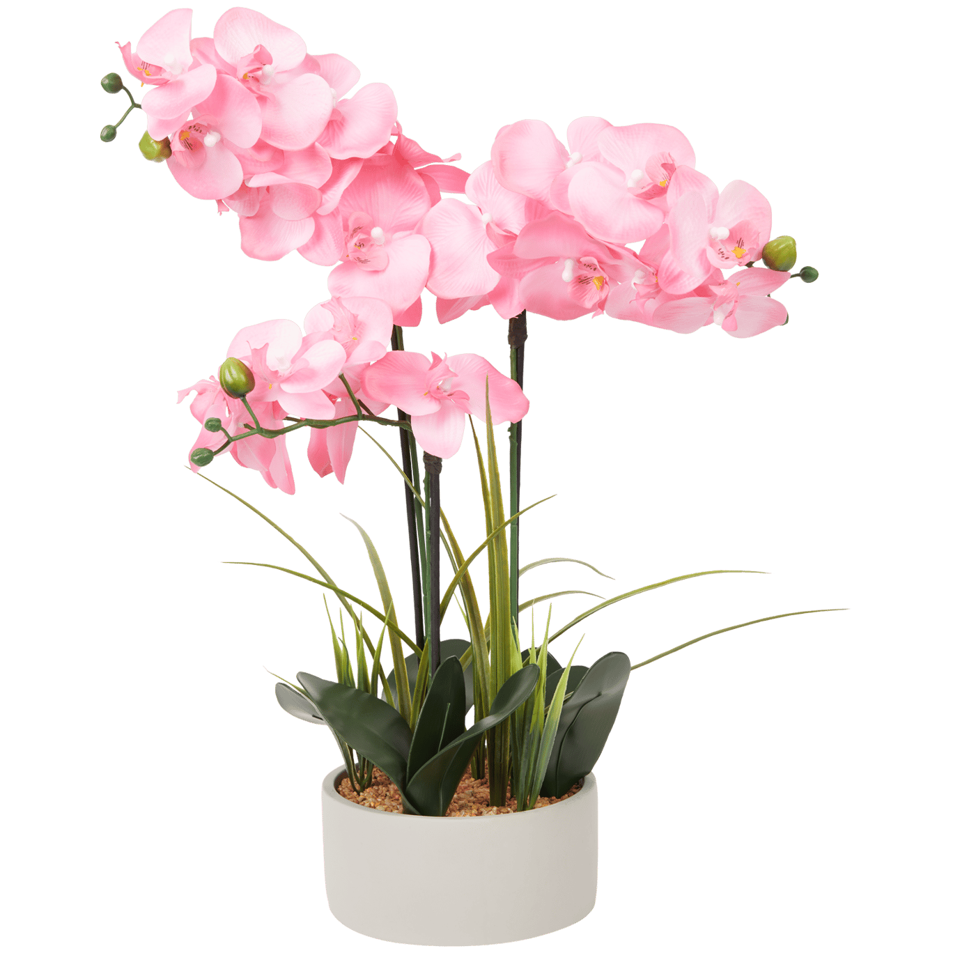 Orchidea finta in vaso