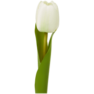 Tulipa artificial