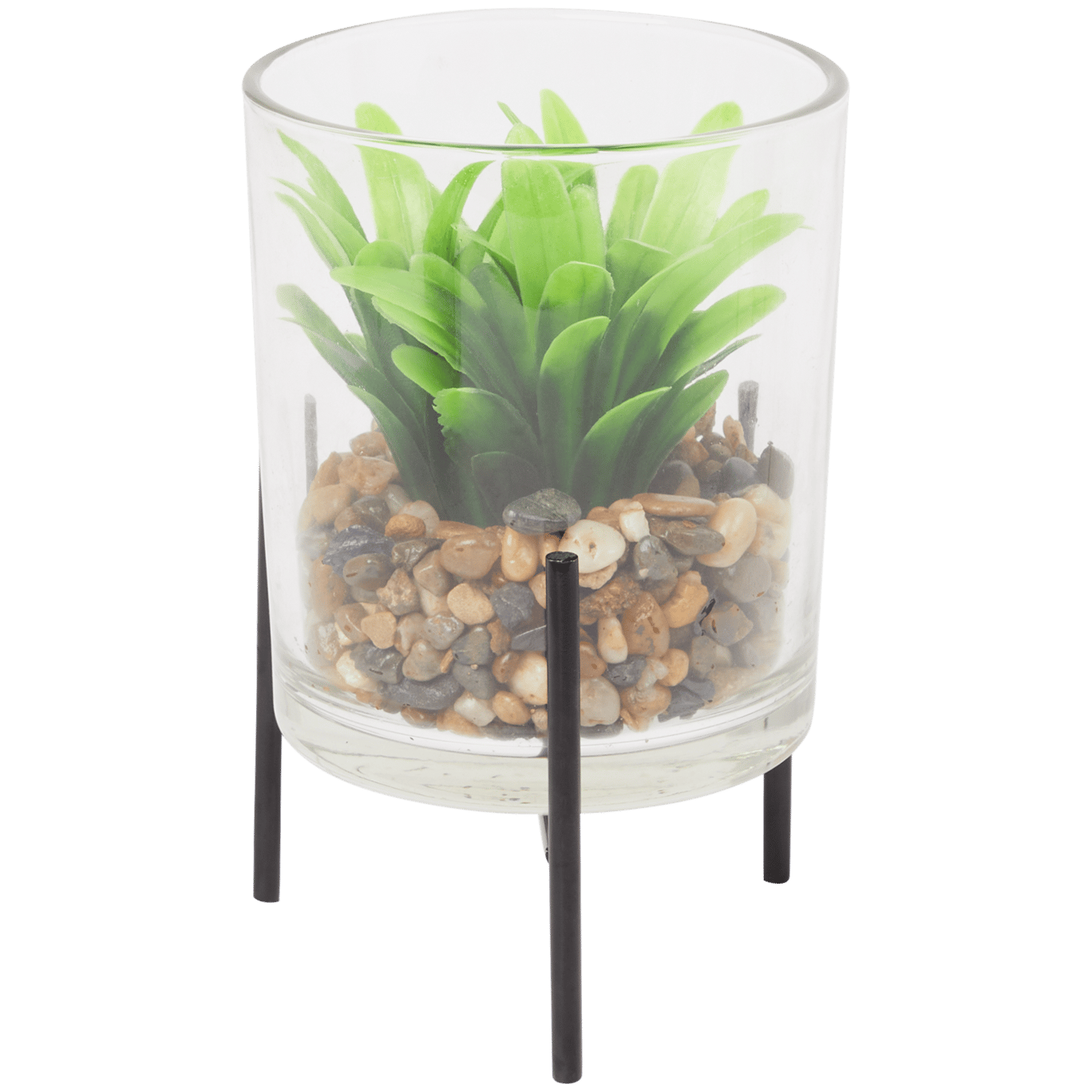 Plante grasse dans un vase