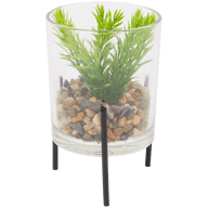 Plante grasse dans un vase