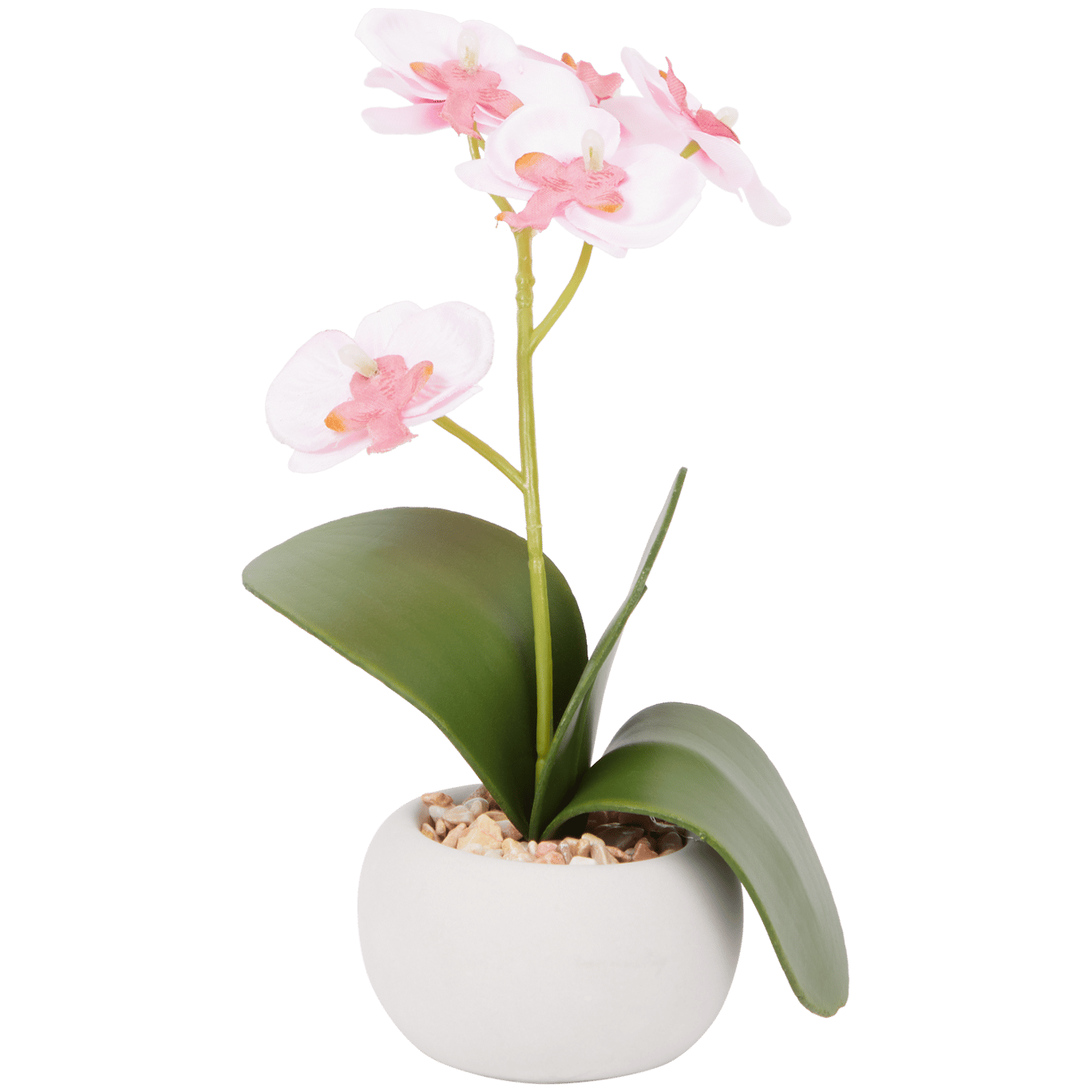 Orchidea w doniczce