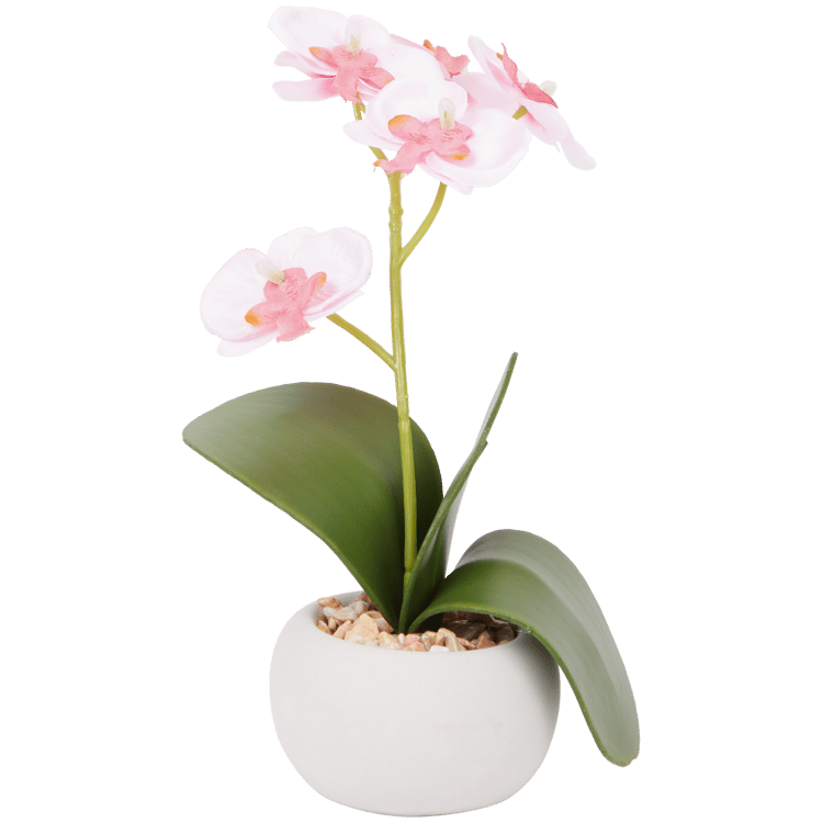 Orchidée en pot