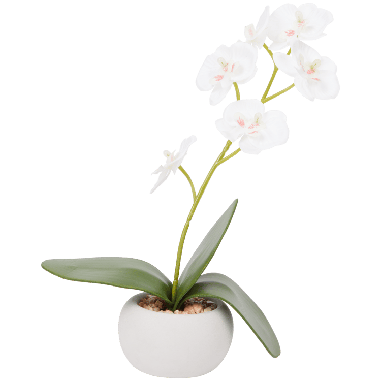 Orchidea v kvetináči
