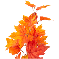 Ramo de folhas de outono