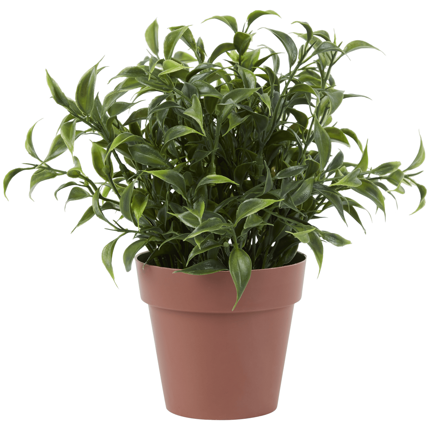 Plante aromatique dans pot