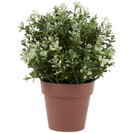 Kruidenplant in pot