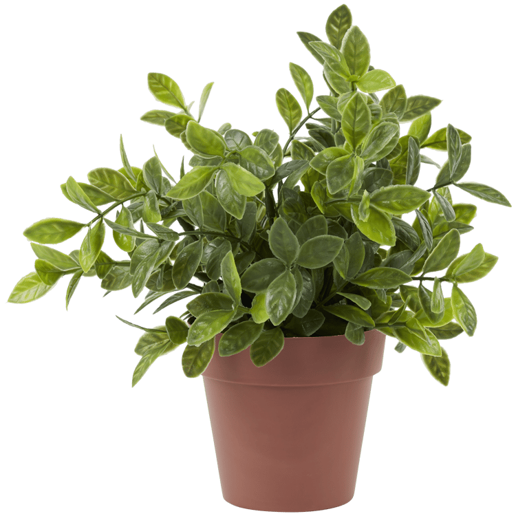 Plante aromatique dans pot