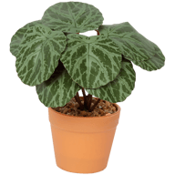 Kunstplant in pot